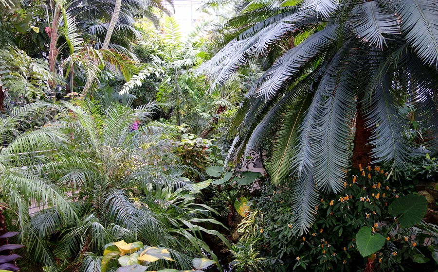 Tropical plants inside Krohn Conservatory