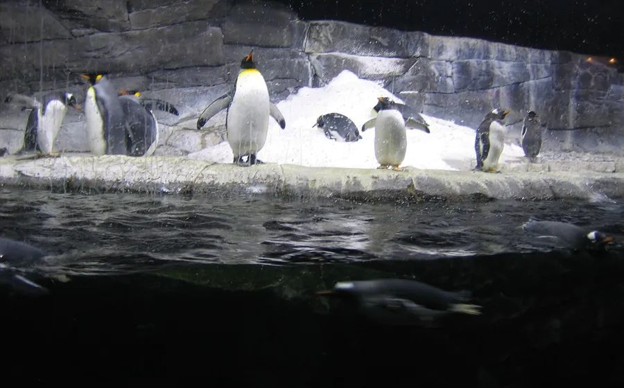 Penguins gathered beside the water at Newport Aquarium